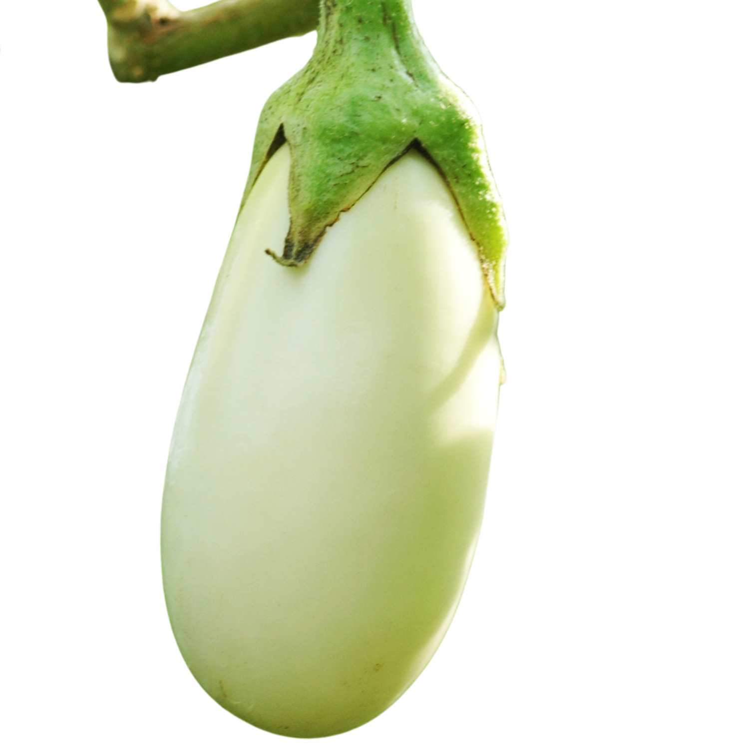 BRINJAL WHITE LOFAM