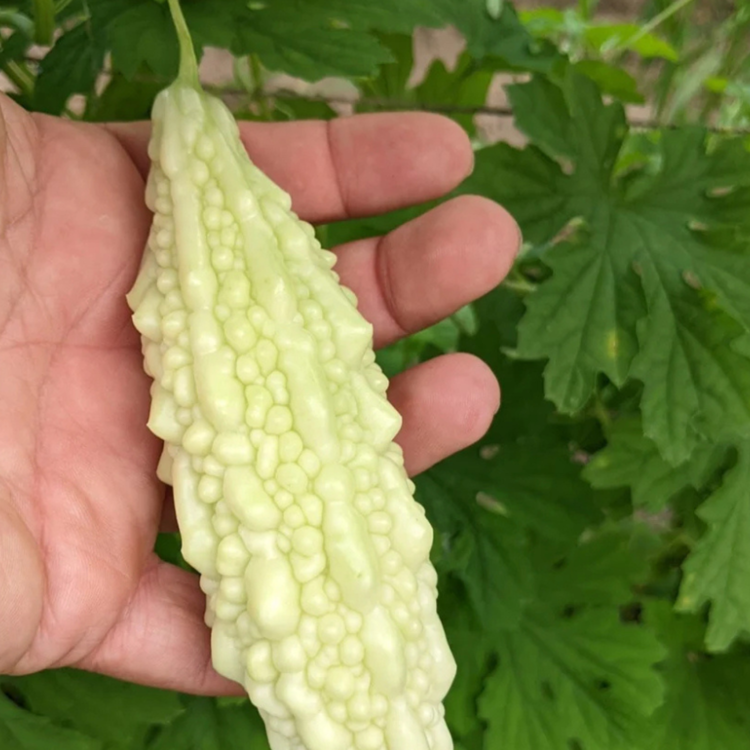 WHITE BITTER GOURD