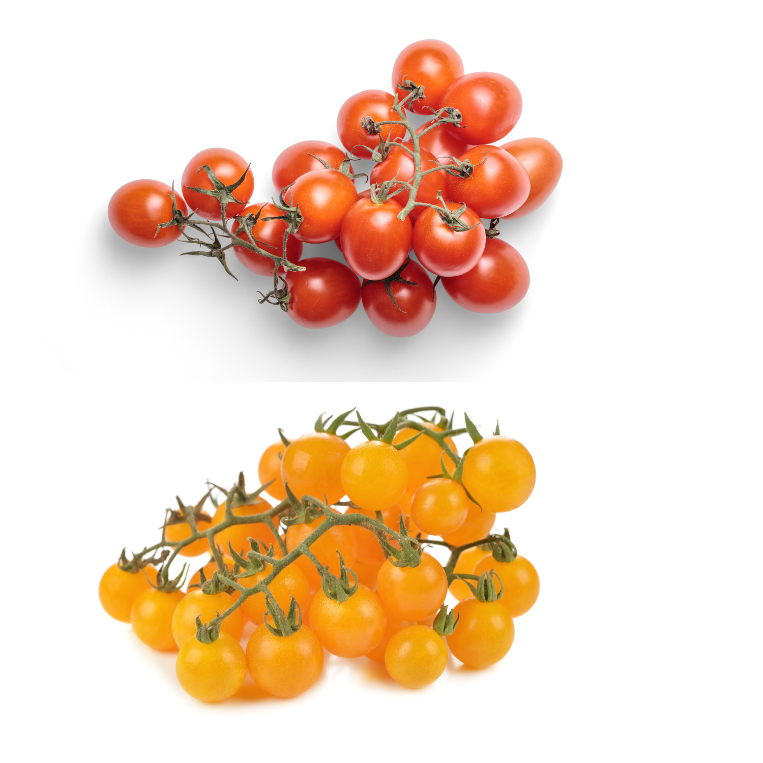 RED GOLD CHERRY TOMATO LOFAM
