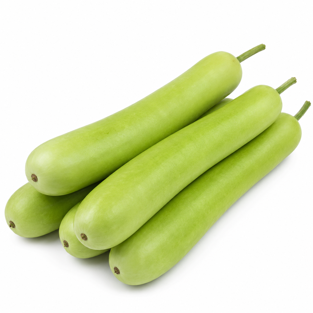 BOTTLE GOURD LONG LOFAM