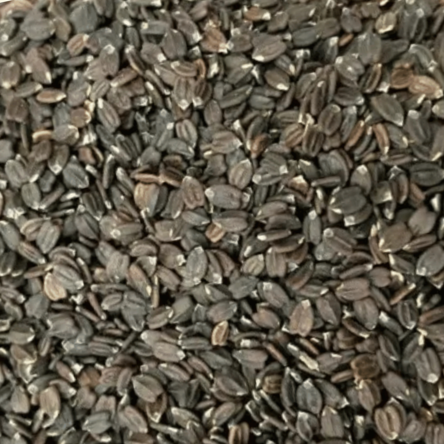 BAN SILAM L