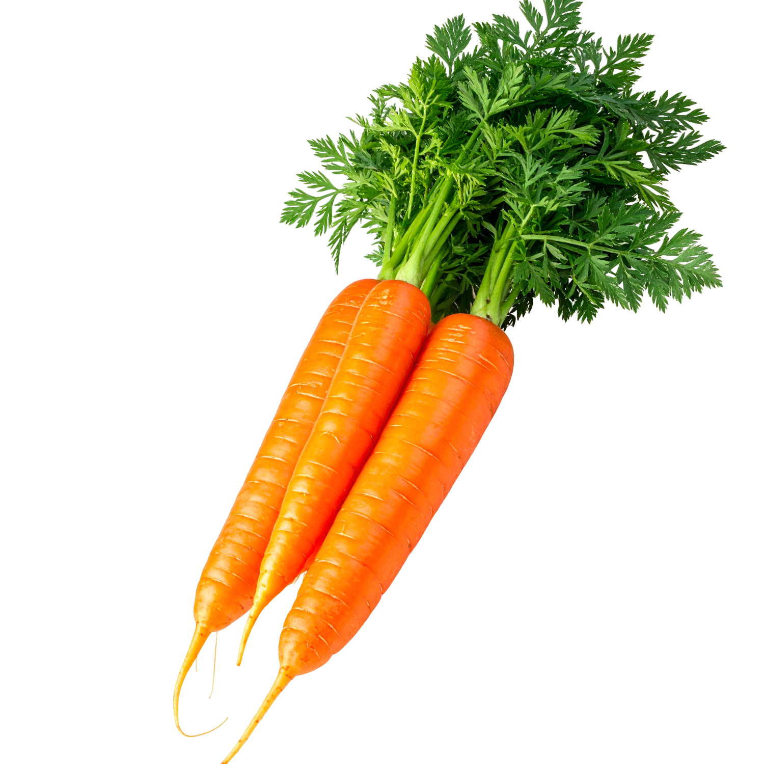 CARROT