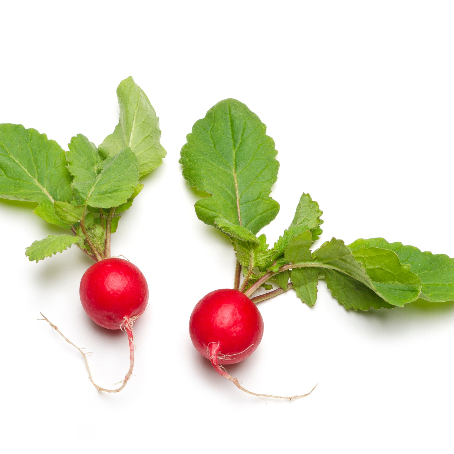 RED TURNIP LOFAM