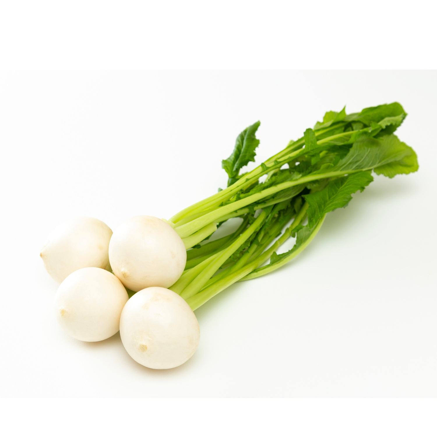 WHITE TURNIP LOFAM
