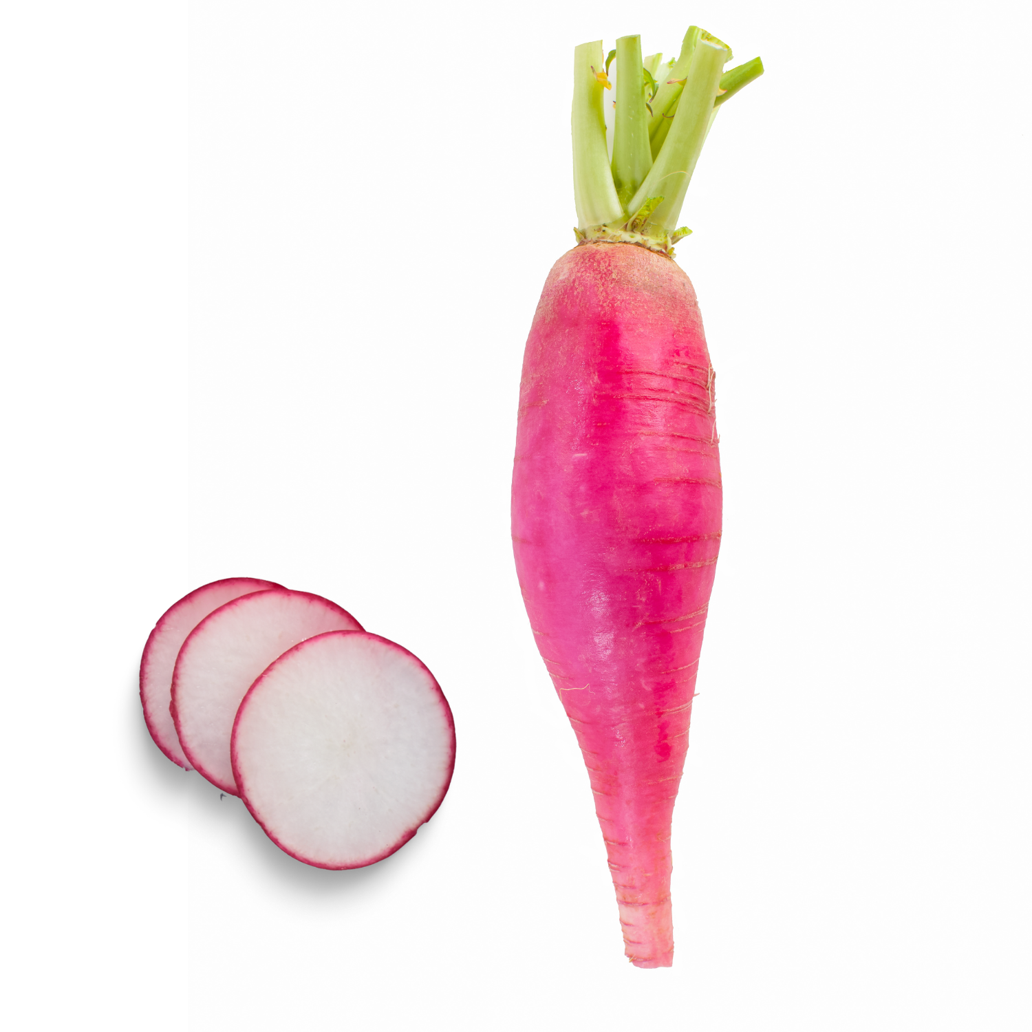 RED RADISH LOFAM