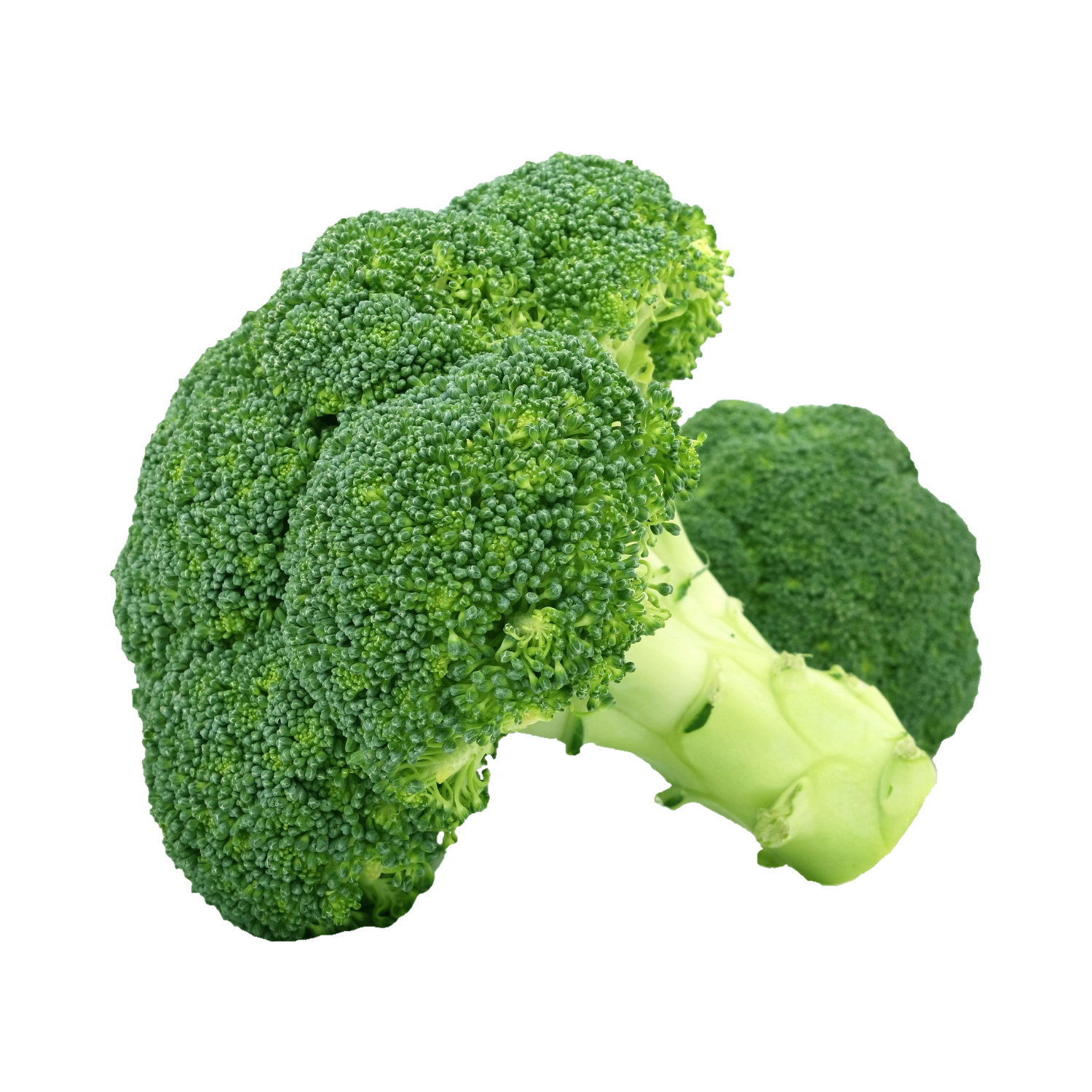 BROCCOLI LOFAM