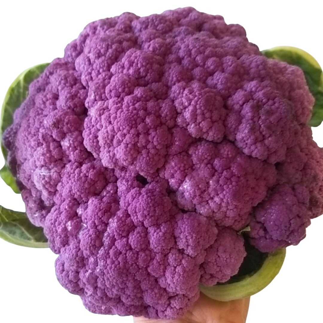 COLOR CAULIFLOWER LOFAM