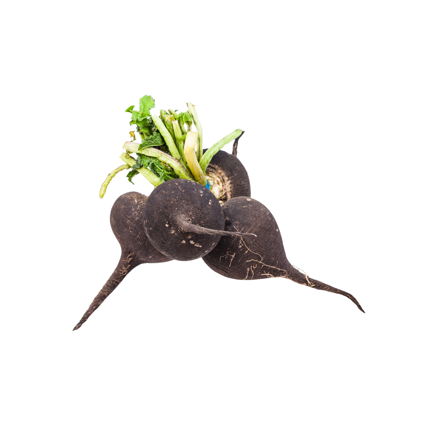 BLACK RADISH