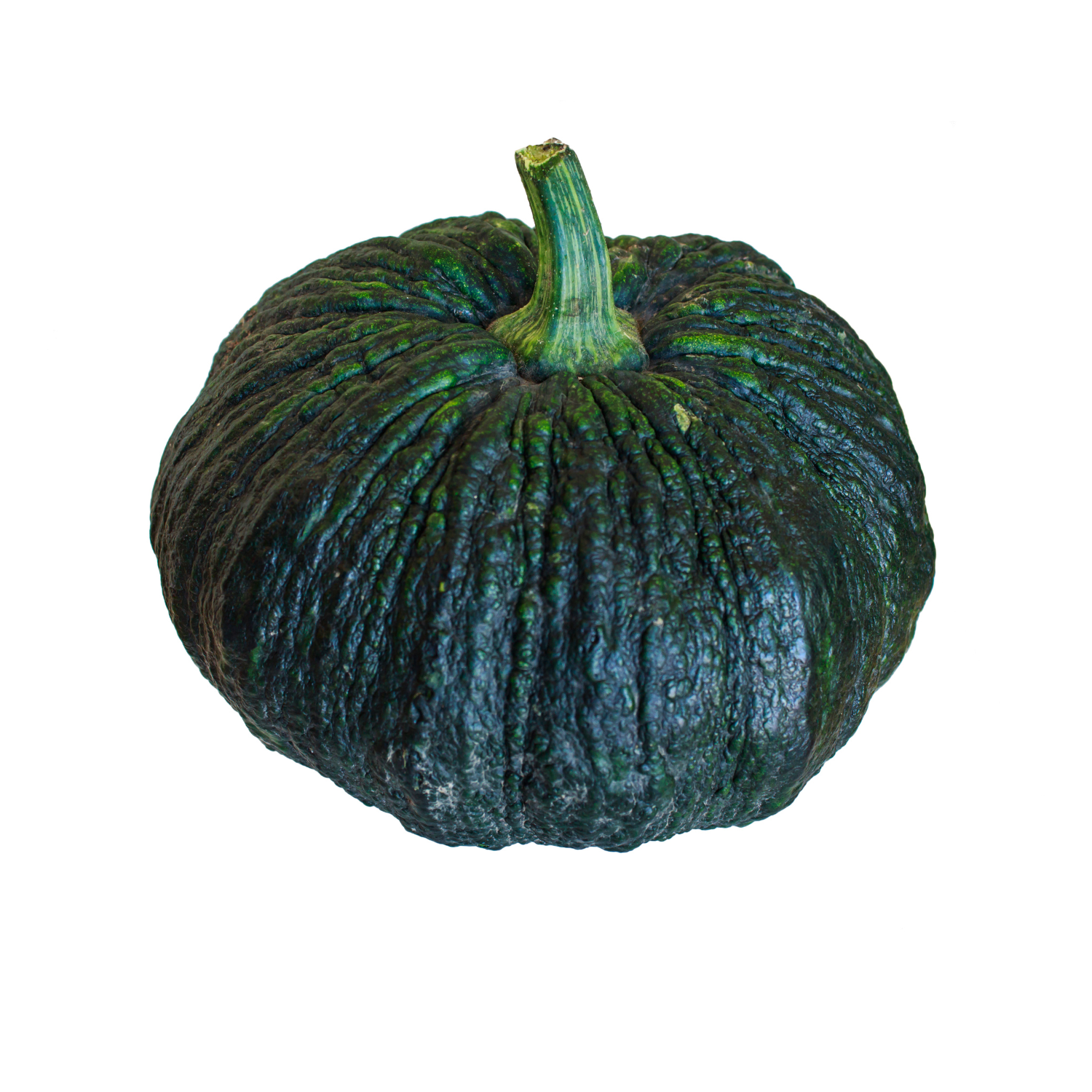PUMPKIN RIPE