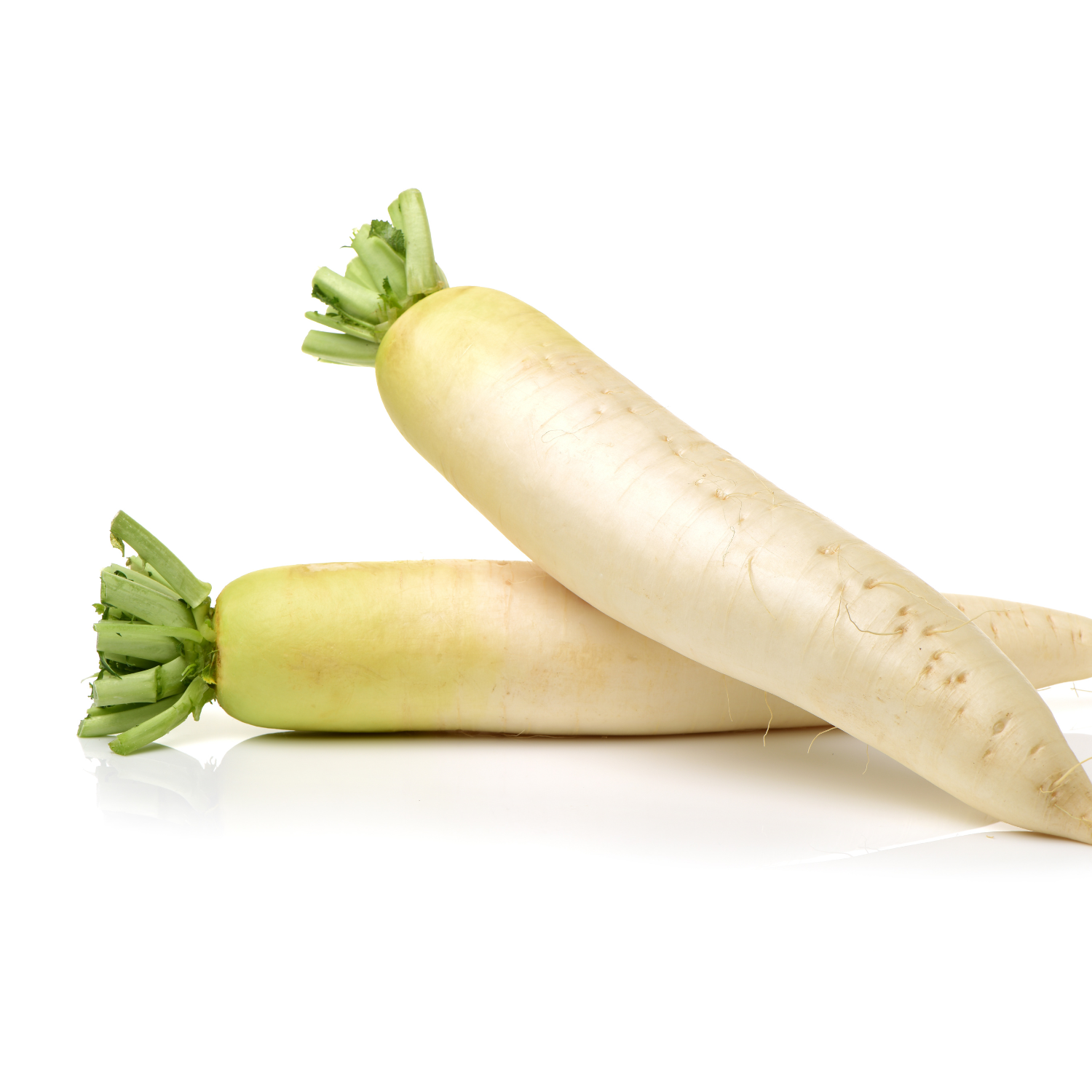 RADISH LOFAM
